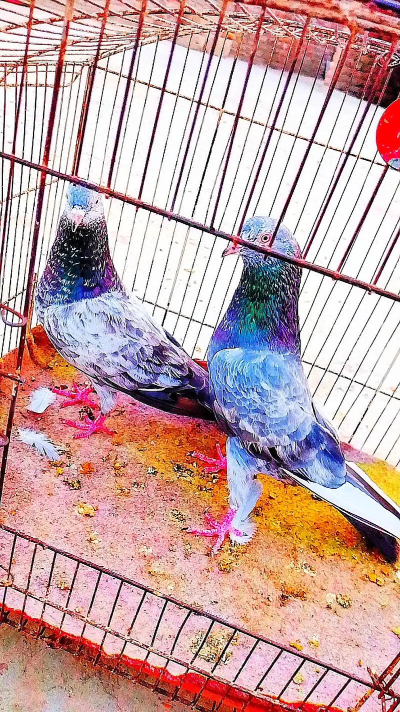 zeerah pair for sail WhatsApp number 03420551556