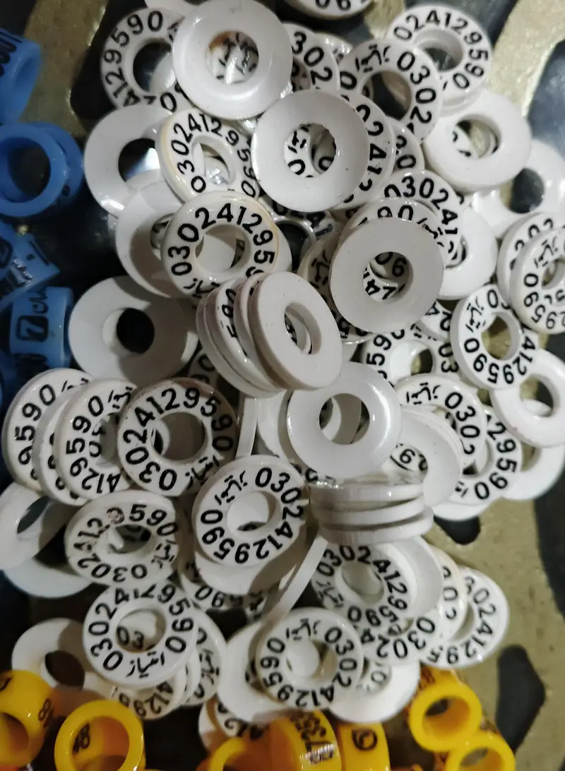 Customized Pigeon Rings 100 Pcs Printed with Name and Phone Number.
