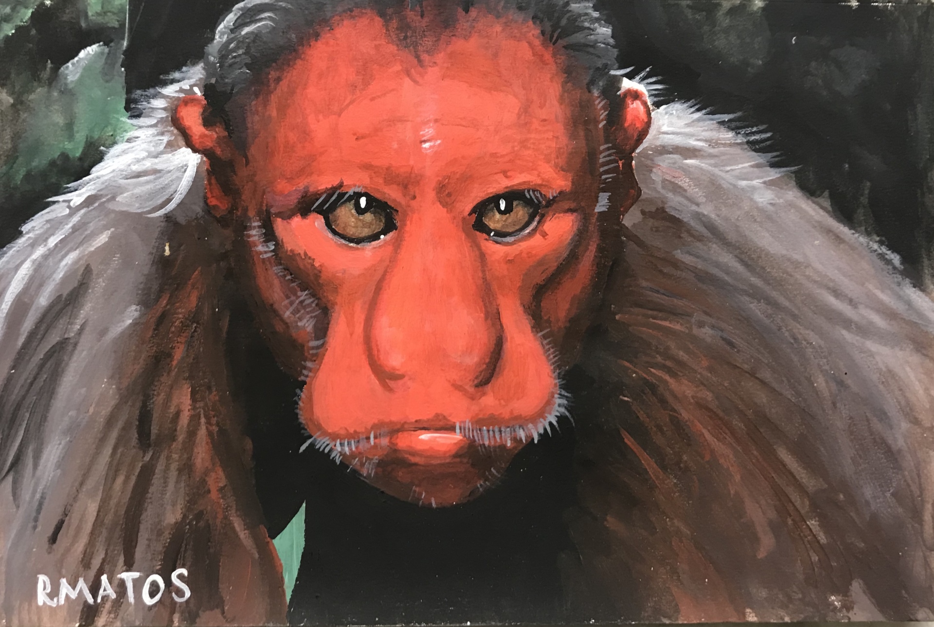 Brazilian White Uakari thumbnail