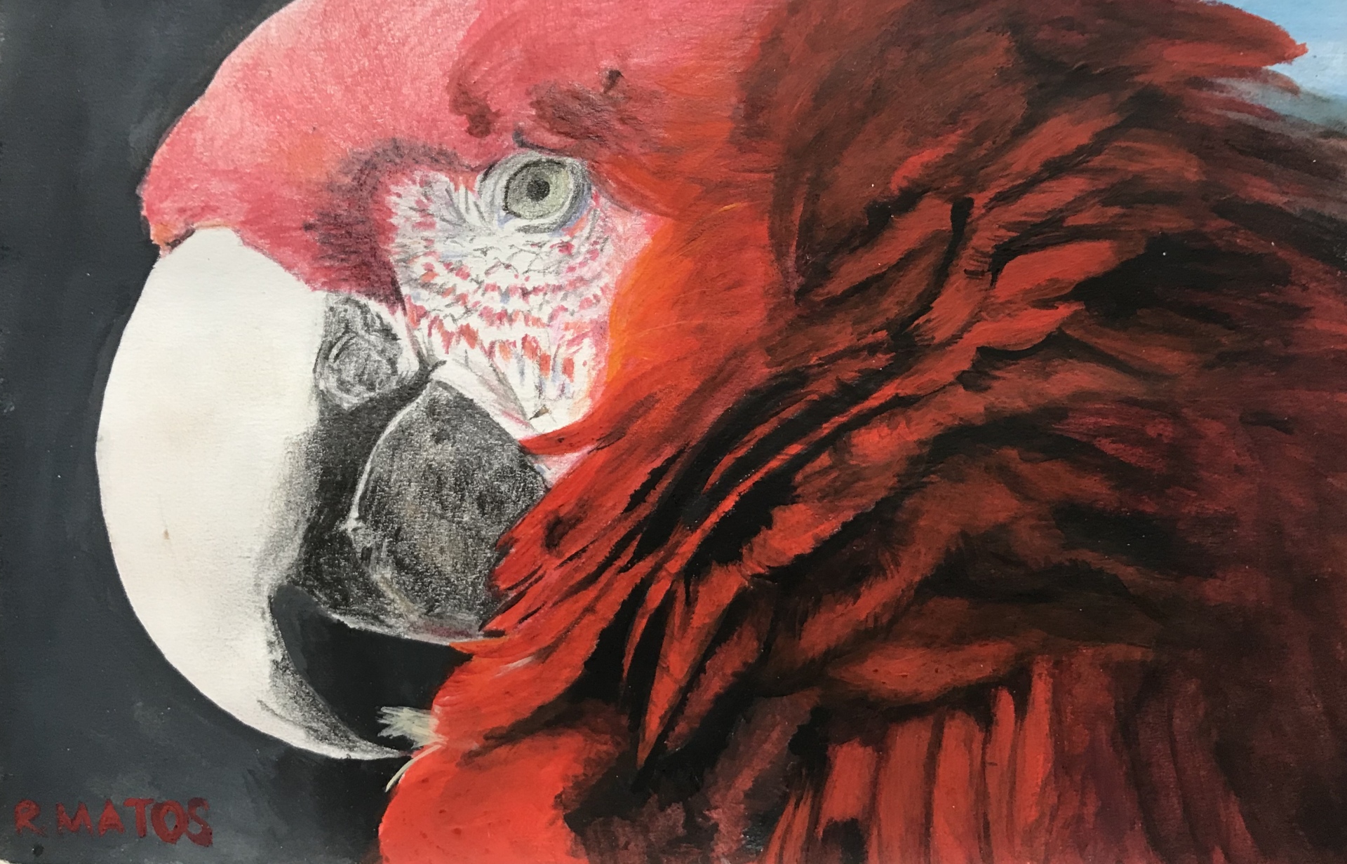 Red Parrot thumbnail