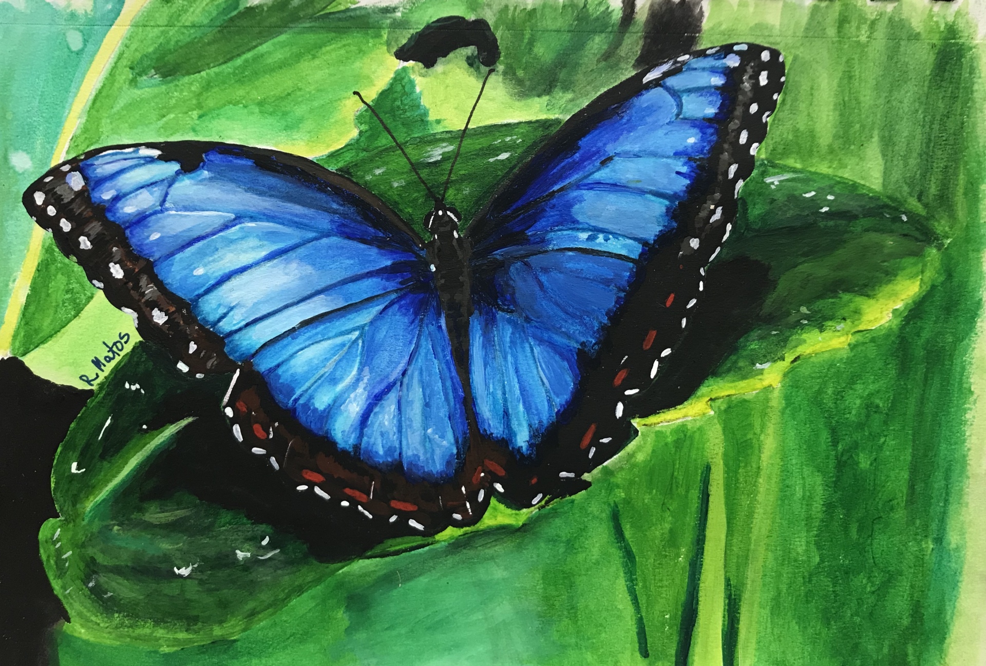 Menelaus Blue Morpho Butterfly thumbnail
