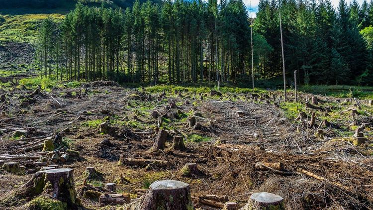 Bundelkhand, Let's Blossom Together: A Call to Plant Trees this Monsoon