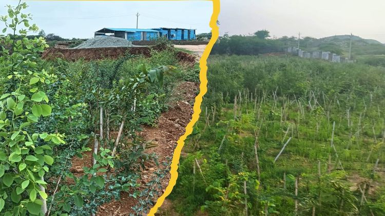 Dungarpur Medical College Plants 15000 Trees Using Miyawaki Method