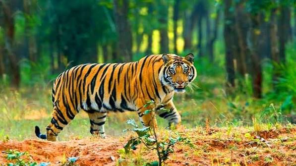 রয়েল বেঙ্গল টাইগারের রাজ্যে অভিযান