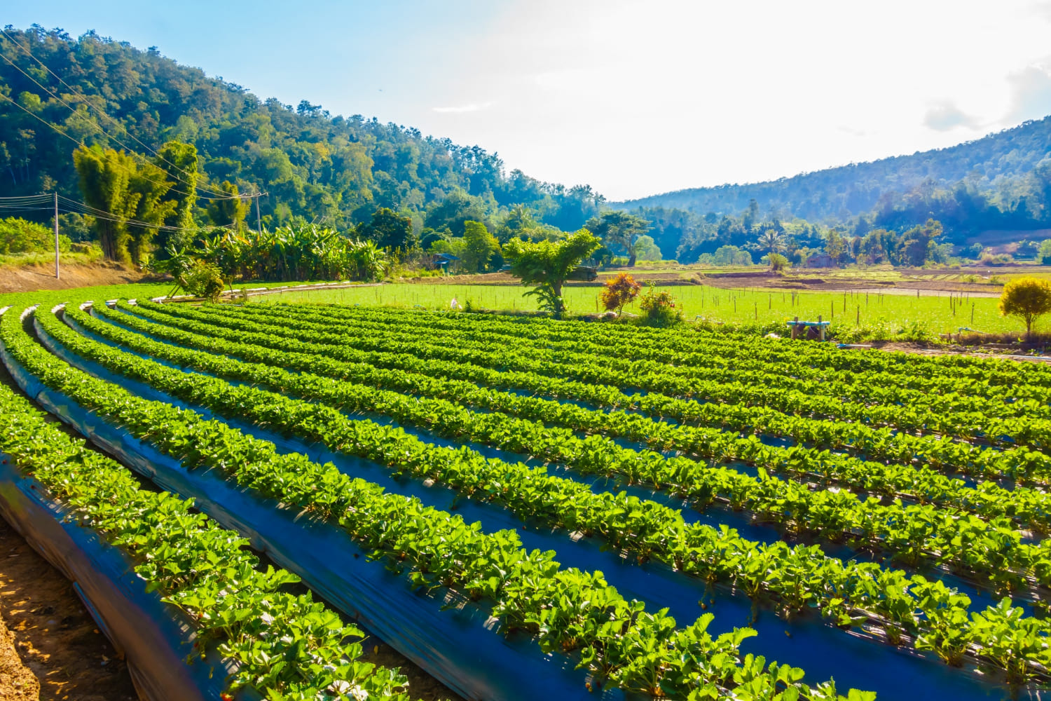 Twin Oak Agro farm operations