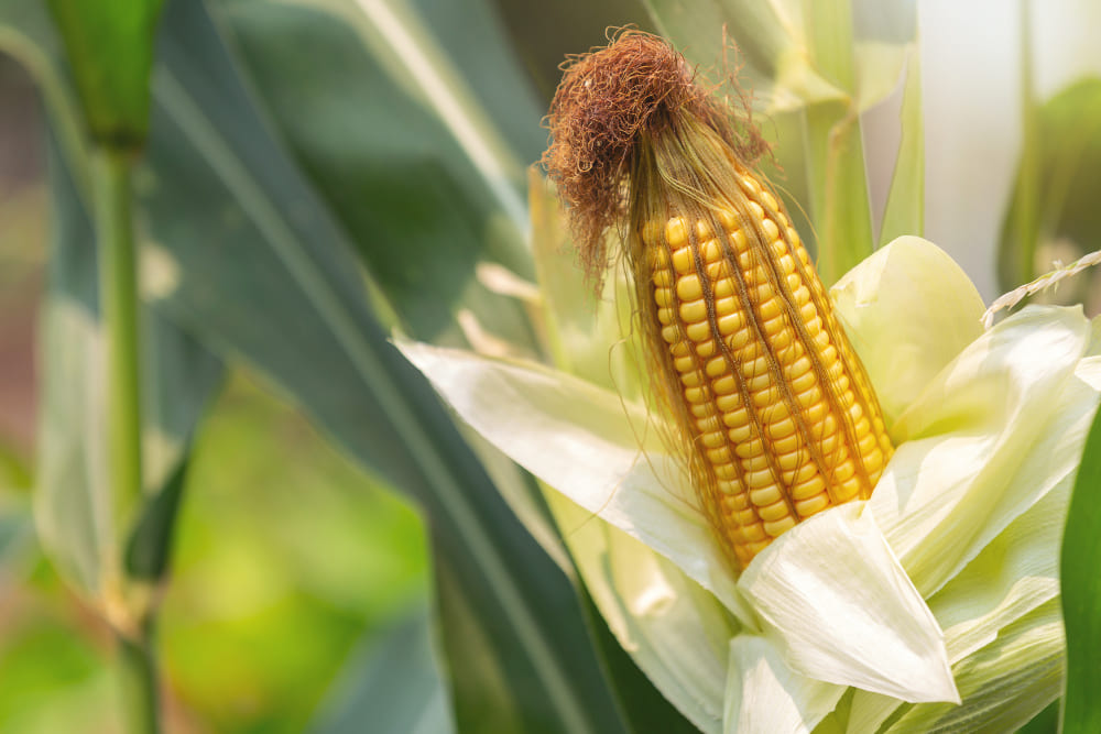 Maize & Groundnut Farming