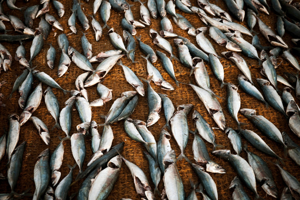 Aquaculture
