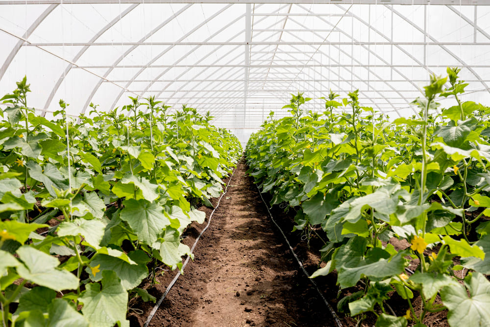 Greenhouse Nursery