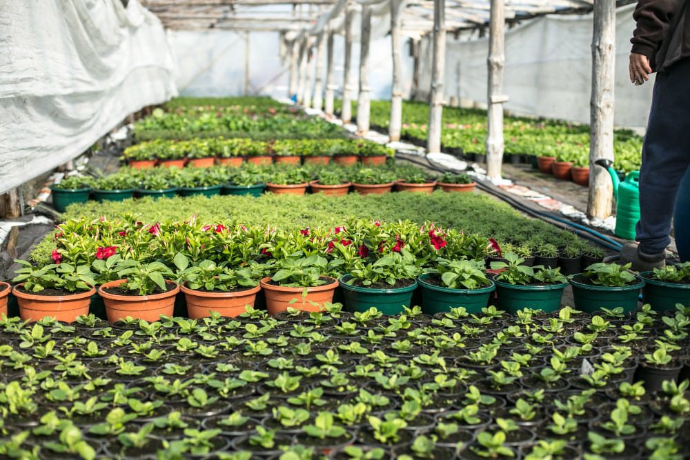 Ginger cultivation at Twin Oak Agro