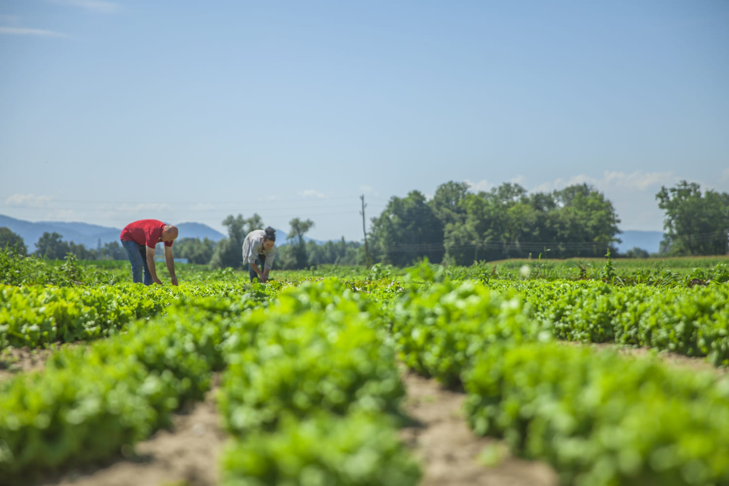 Twin Oak Agro farmland in Ogun State