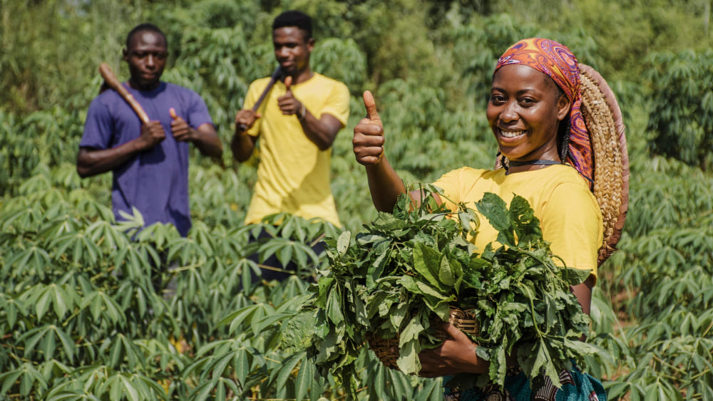 Twin Oak Agro Targets New Frontiers in Nigeria's Ginger Industry