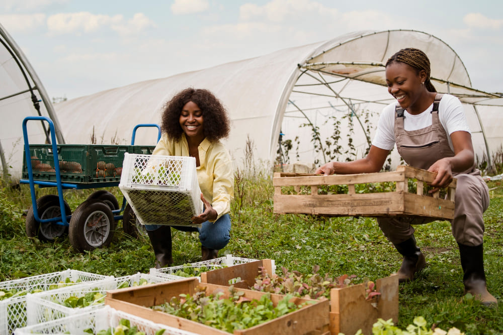Expanding Commercial Agriculture for Nigeria's Future