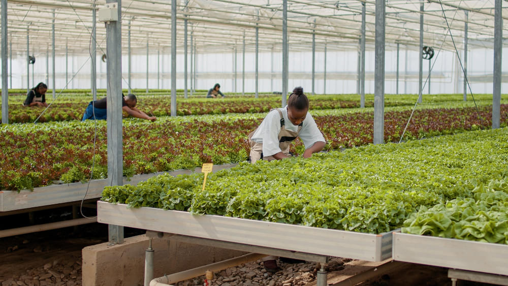 Harvest at Twin Oak Agro