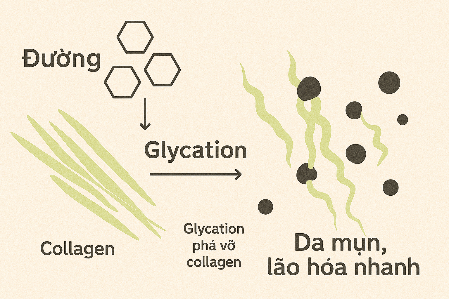 Quá trình glycation phá vỡ collagen khiến da mụn, lão hóa nhanh