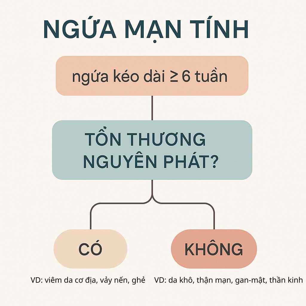 Sơ đồ giải thích ngứa mạn tính ≥6 tuần và dấu hiệu cảnh báo.