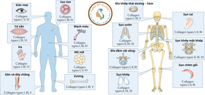 Các loại collagen  cùng vị trí và chức năng sinh học 