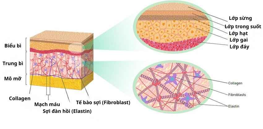 Minh họa mô da người với sợi collagen và fibroblast – thể hiện vai trò collagen trong đàn hồi và dưỡng ẩm da.