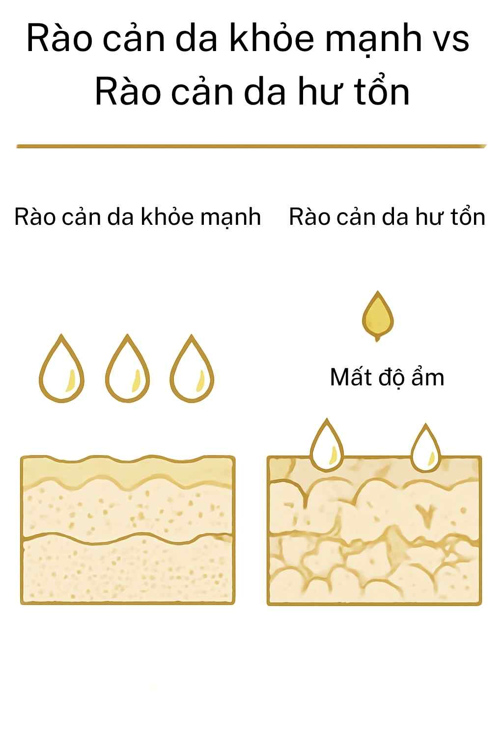So sánh hàng rào da khỏe và da bị tổn thương, thể hiện sự mất ẩm qua biểu bì (TEWL).