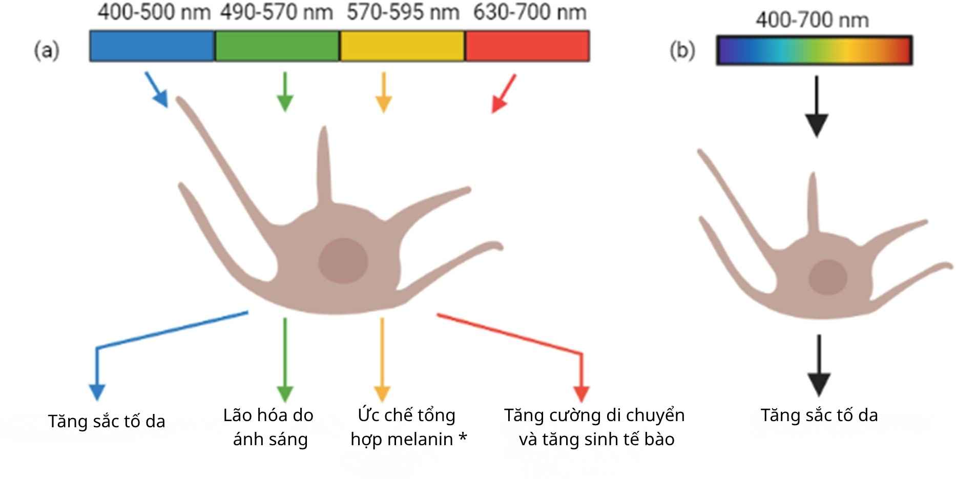tac-dong-uva-uvb-anh-sang-kha-kien-da-nam_rlo7rv.jpg ánh sáng khả kiến kích hoạt tế bào sắc tố gây nám và PIH.