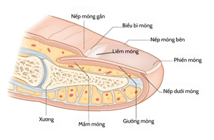 cau-truc-giai-phau-mong-nguoi_jpzftv.png Hình minh họa giải phẫu móng tay người, hiển thị chi tiết các phần như mầm móng, giường móng, phiến móng, liềm móng, nếp móng và xương bên dưới.