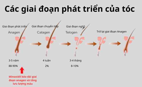 co-che-minoxidil-moc-toc_gcormp.jpg Sơ đồ mô tả cơ chế Minoxidil kích thích mọc tóc và kéo dài pha tăng trưởng nang tóc