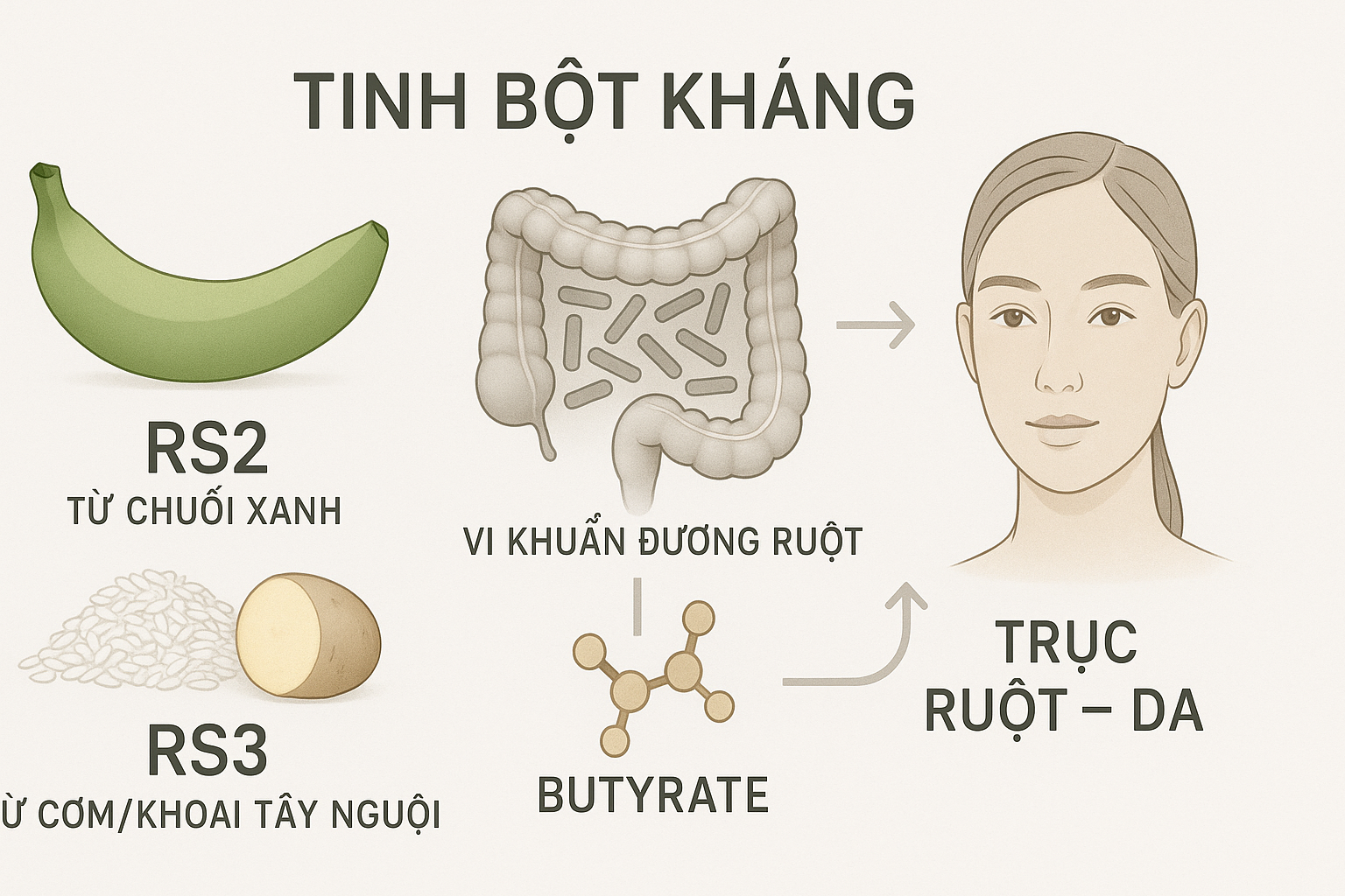 Minh hoạ tinh bột kháng (RS2 từ chuối xanh, RS3 từ cơm nguội) được lợi khuẩn lên men tạo butyrate, giúp hàng rào ruột khoẻ và da giảm viêm.