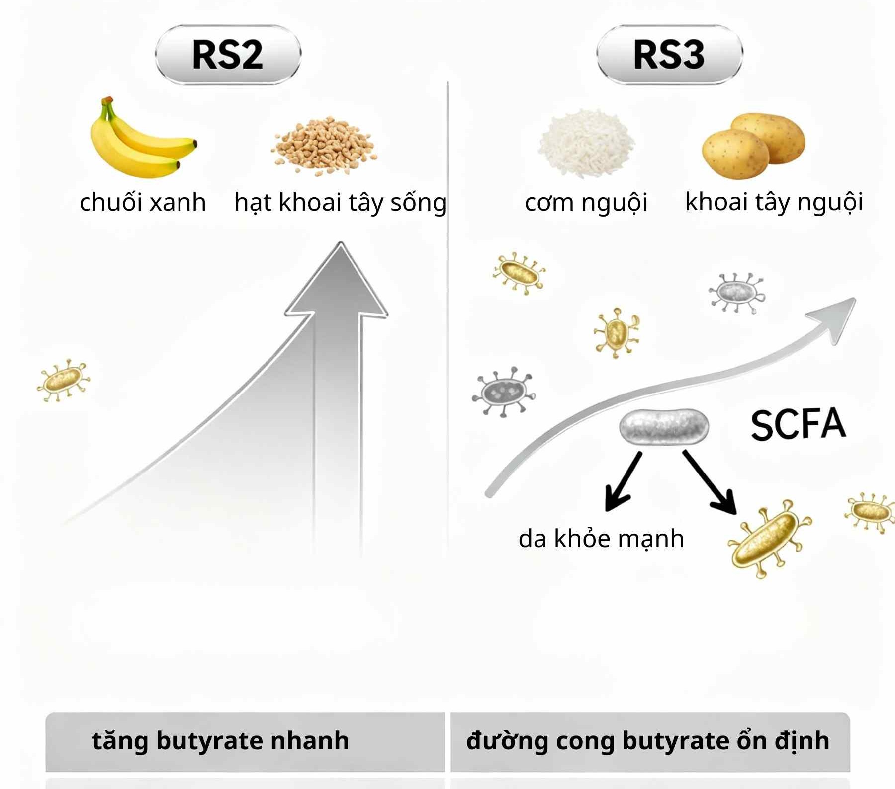 So sánh RS2 (chuối xanh) và RS3 (cơm nguội): RS2 tạo butyrate mạnh nhưng dễ đầy hơi; RS3 ổn định, dễ dung nạp và duy trì lâu dài cho da viêm.
