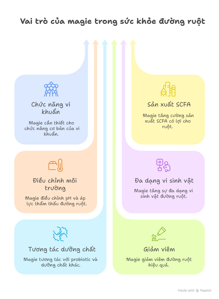 Infographic minh họa vai trò của magie trong sức khỏe đường ruột: hỗ trợ chức năng vi khuẩn, tăng cường sản xuất SCFA, điều chỉnh môi trường đường ruột, thúc đẩy đa dạng vi sinh vật, tương tác với probiotic, và giảm viêm đường ruột.