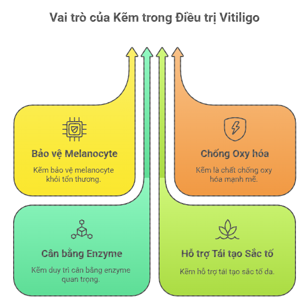 Biểu đồ thông tin minh họa 4 vai trò của Kẽm trong điều trị bệnh bạch biến (Vitiligo): Bảo vệ Melanocyte, Chống Oxy hóa, Cân bằng Enzyme, và Hỗ trợ Tái tạo Sắc tố.