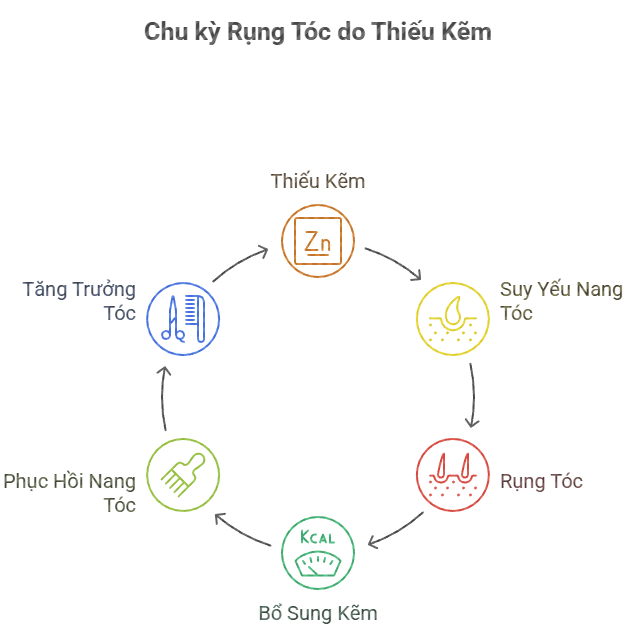Hình ảnh mô tả chu kỳ rụng tóc do thiếu kẽm, bao gồm các bước từ thiếu kẽm, suy yếu nang tóc, rụng tóc, đến việc bổ sung kẽm giúp phục hồi nang tóc và tăng trưởng tóc.