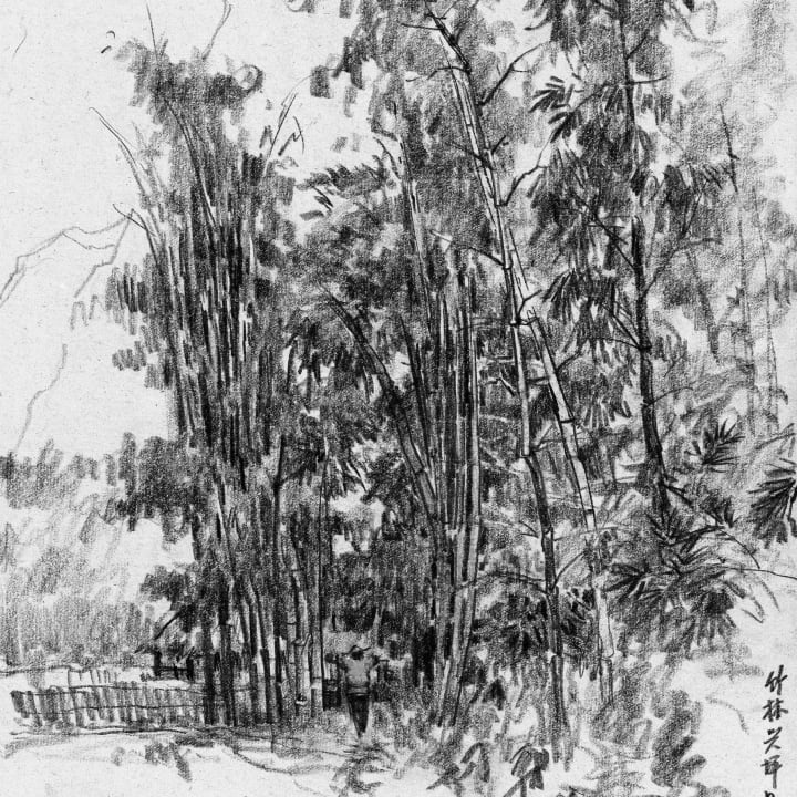 Bamboo Grove at Xingping
