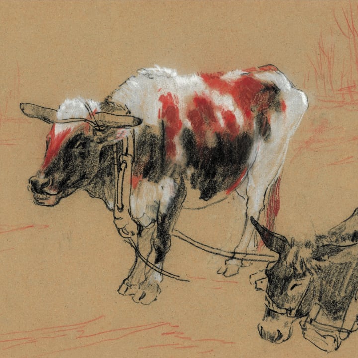 Ox