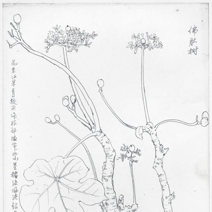 Buddha Belly Tree