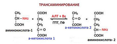 Кетокислоты аминокислот. Схема реакции катализируемой алт. Трансаминирование алт. Реакция трансаминирования. Аспартатаминотрансфераза трансаминирование.