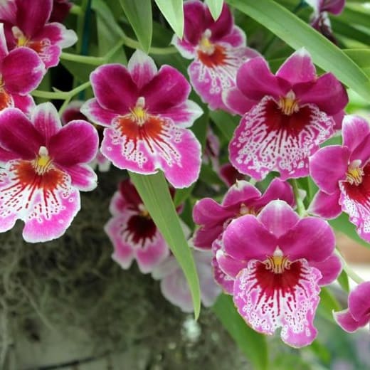 Close-up of a purple Cattleya orchid with ruffled petals and a detailed labellum