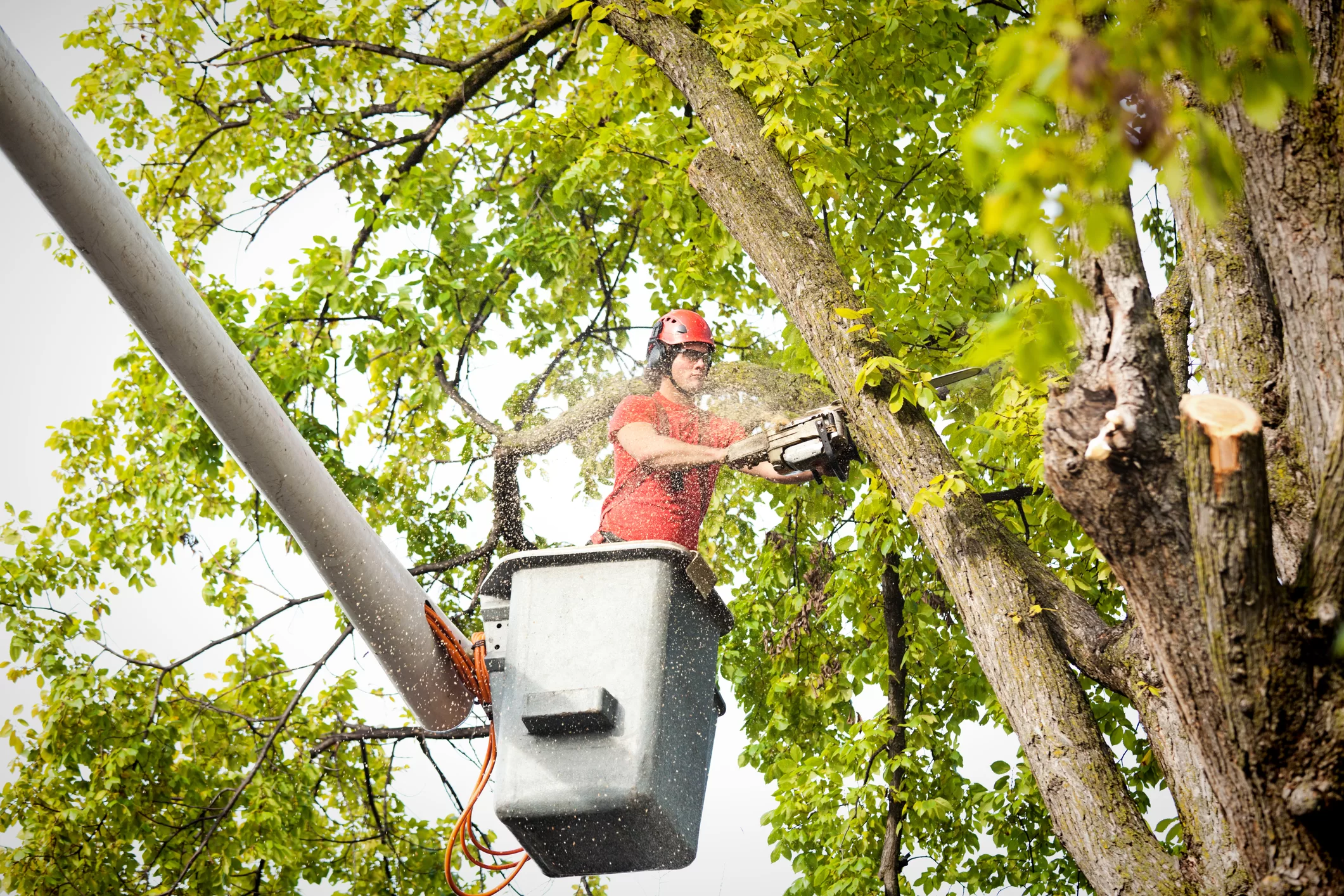When is the Best Time to Remove a Tree?