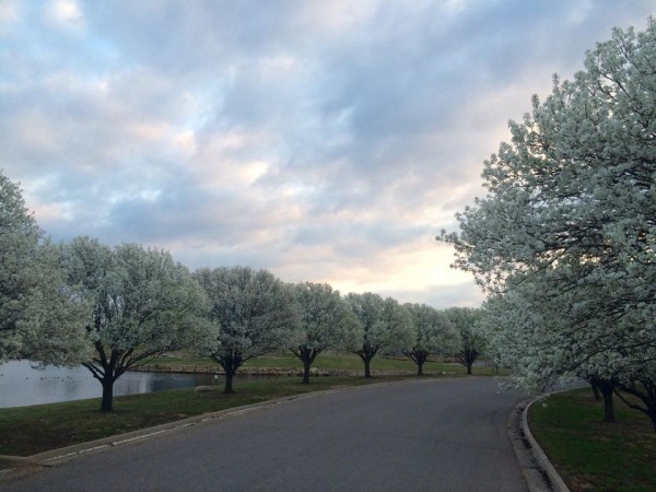 Essential Tree Care Tips for Kansas City Homeowners