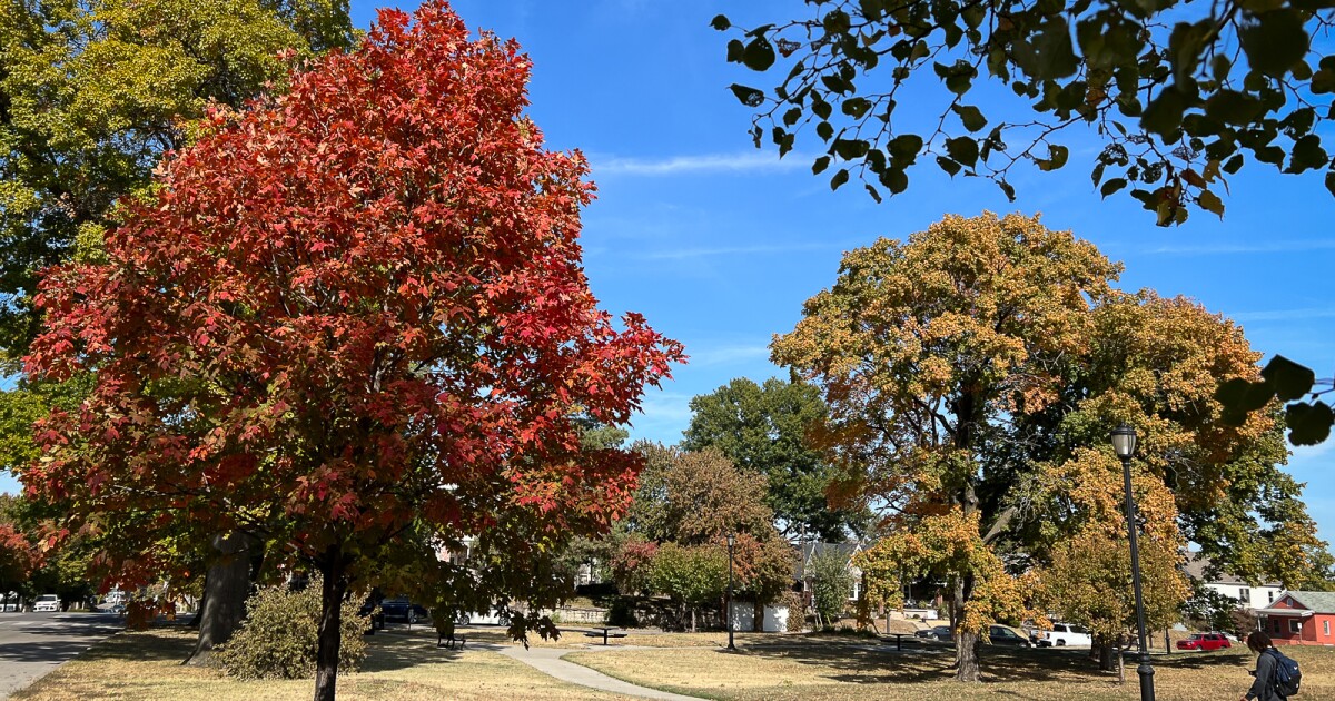 Tree removal during summer season