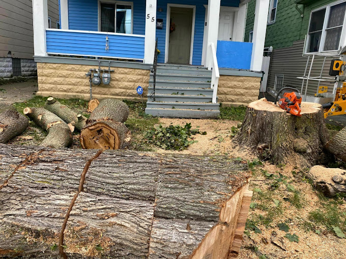 How Can You Save Money on Tree Removal?