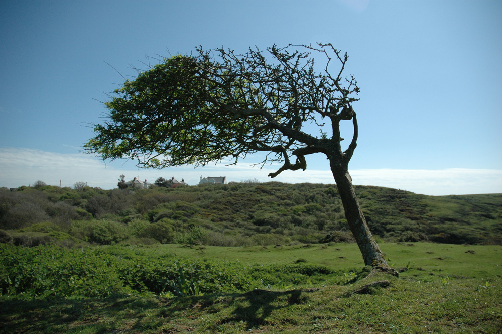 The Best Trees For A Windy Landscape