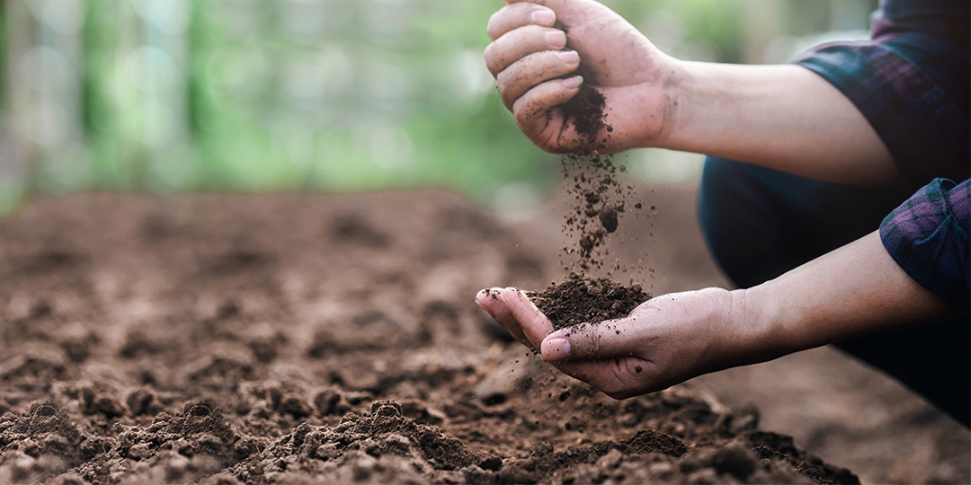 How To Improve Bad Soil Around A Tree