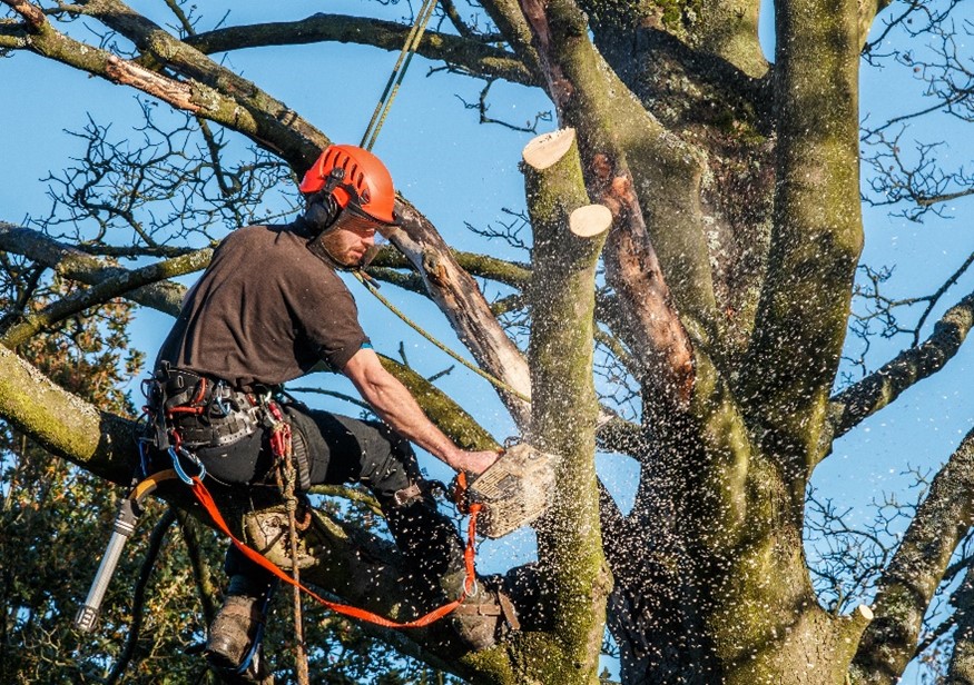 Professional tree trimming service