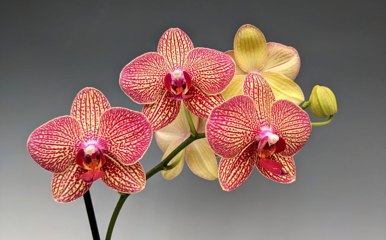 Pink and white Phalaenopsis orchid blooms cascading against a natural background