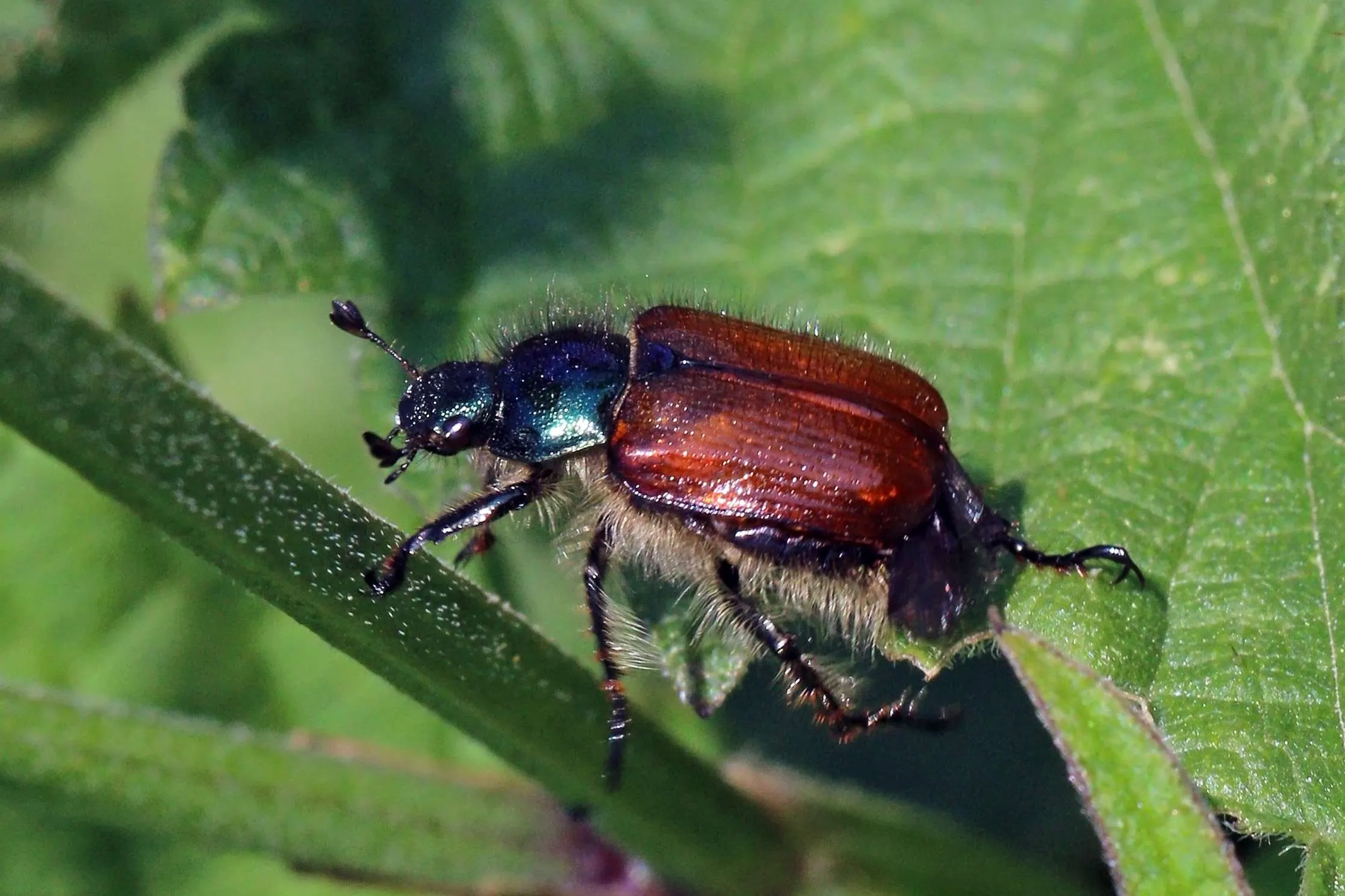 Common Tree Pests in Kansas City: Identification & Treatment