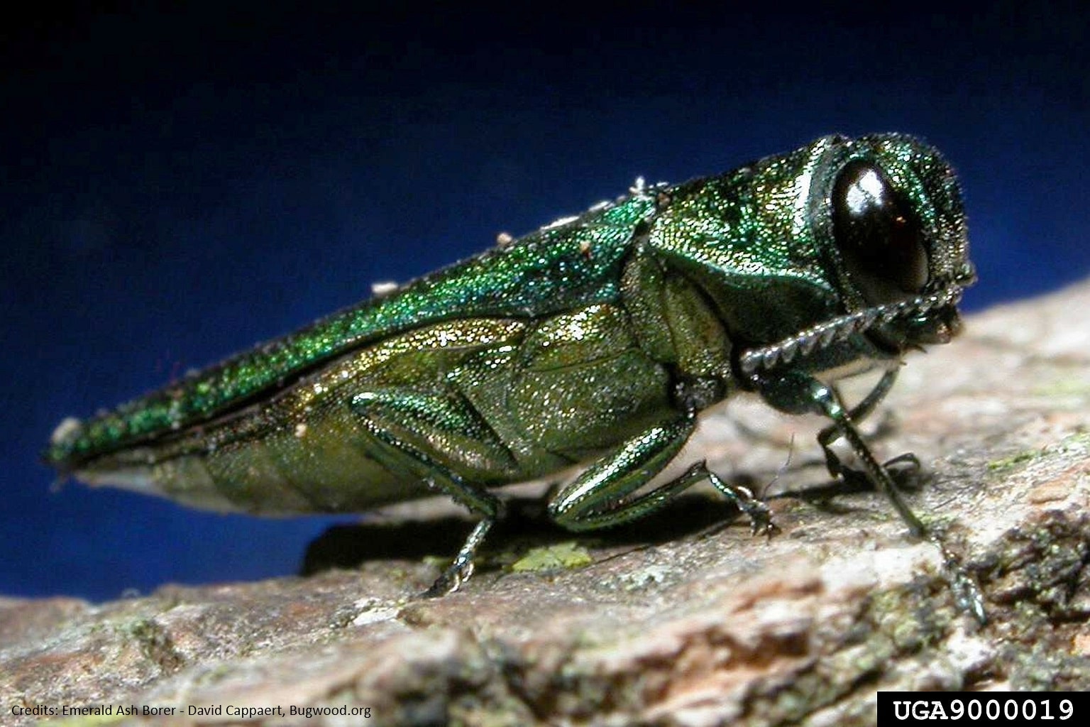 Emerald Ash Borer adult beetle
