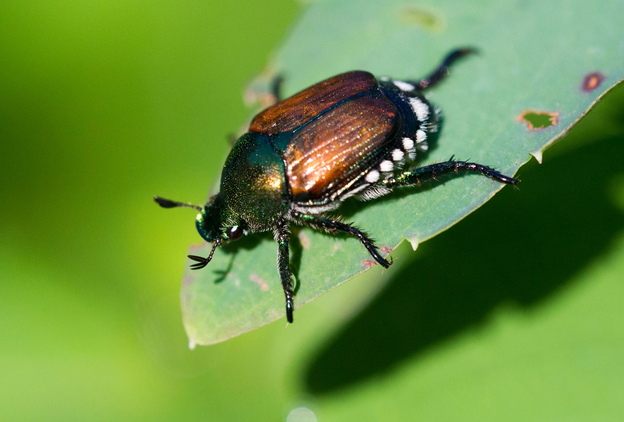 Japanese Beetle on leaf