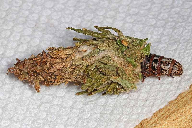 Bagworms on evergreen tree