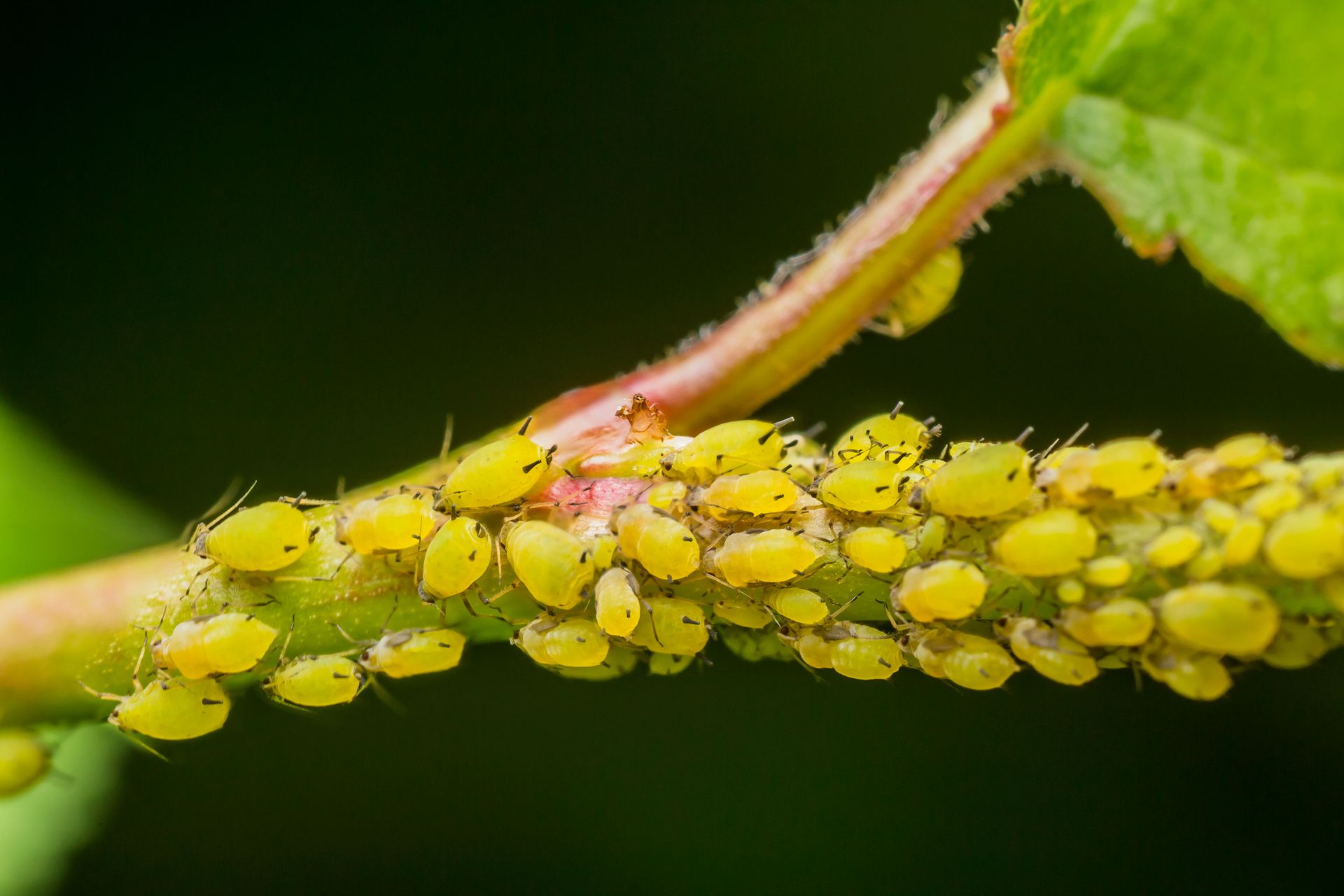 Aphids clustered on plant stem