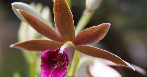 Phaius tankervilleae (Nun's Orchid) showing tall flower spikes with brown and white blooms rising above large pleated leaves