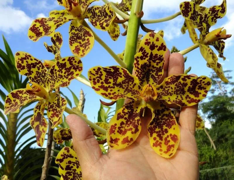 Grammatophyllum speciosum (Tiger Orchid) displaying its characteristic yellow flowers with brown tiger-like spots and massive growth habit